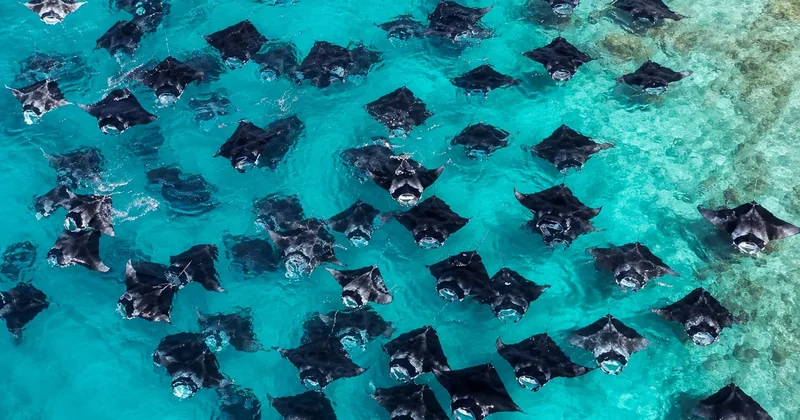 Hanifaru Bay Mantas by Speedboat