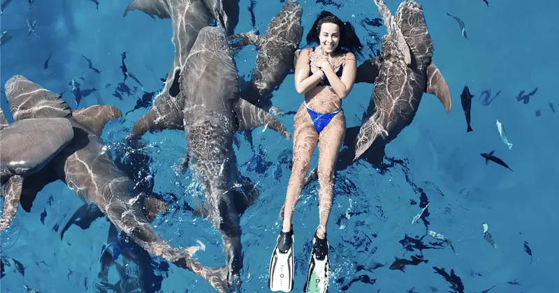 Maafushi Sharks, Rays & Dolphins