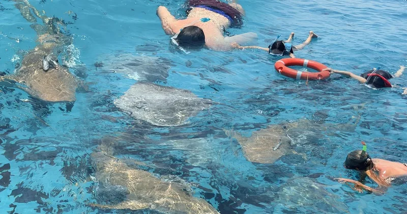 Nurse Sharks, Reef & Sandbank