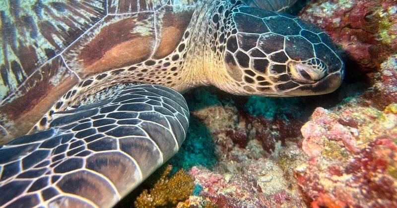Maafushi Coral Garden & Turtles