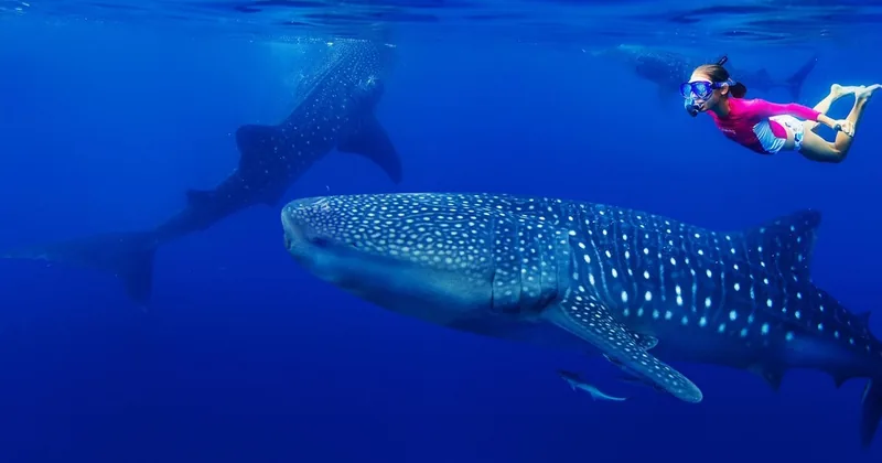 Whale Sharks & Mantas, South Ari