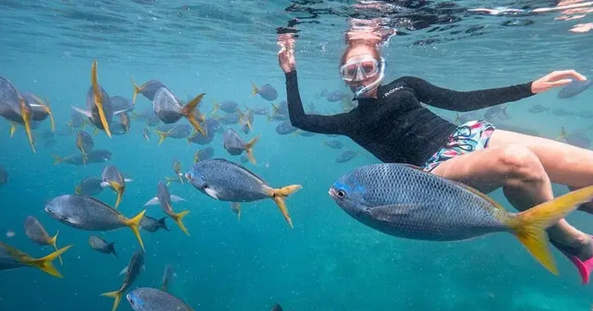 A snorkeler among a school of yellow-tailed fish