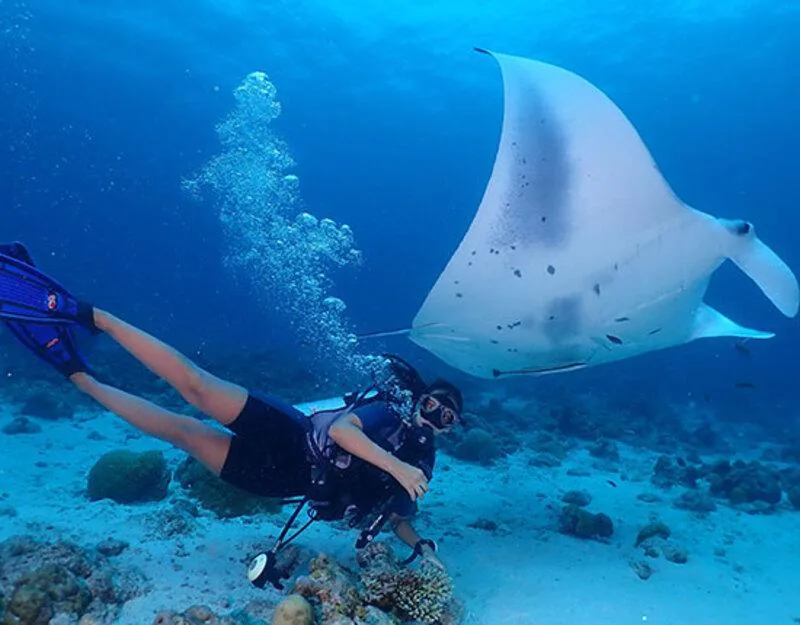 A scuba diver below a manta ray in blue water