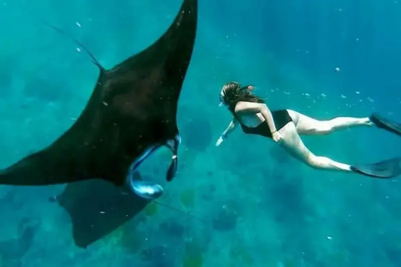 A large manta ray and a snorkeler in green-blue water