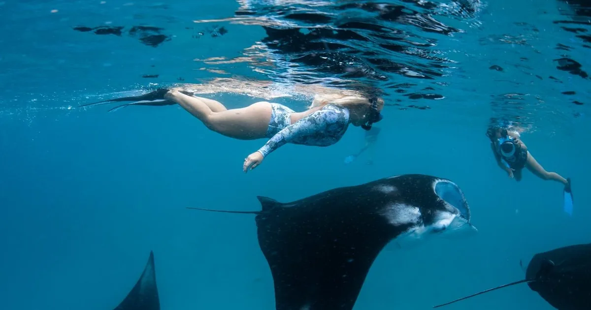 Snorkelers at the surface with several manta rays gliding below them