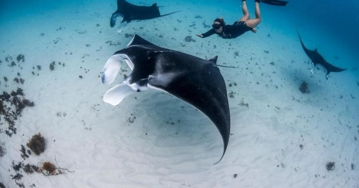 A manta ray gliding over white sand with snorkelers at the surface above