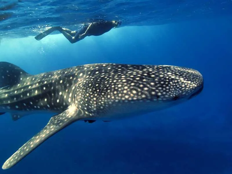 A whale shark in deep blue water, two snorkelers at the surface above it