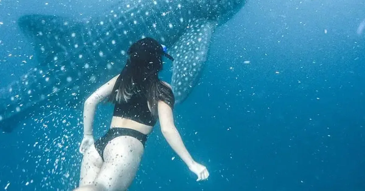 A snorkeler in a black swimsuit swimming above a whale shark