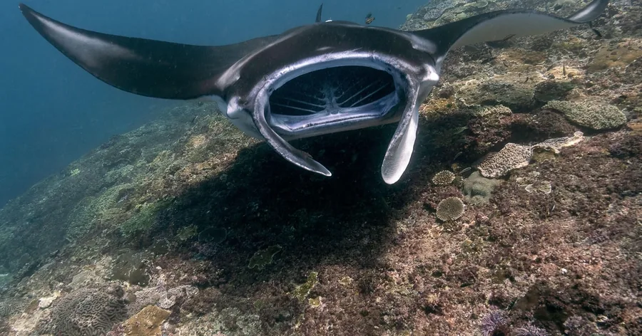 A reef manta ray with its mouth open, gliding over a rocky reef
