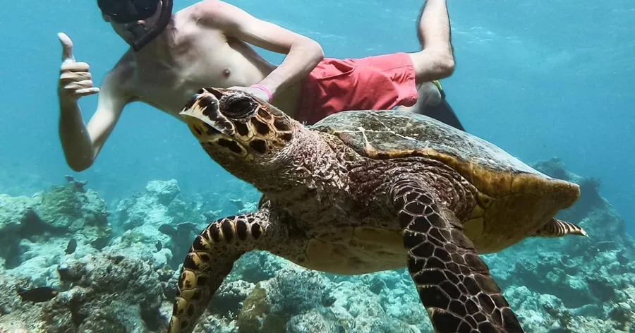 A snorkeler giving a thumbs up beside a green sea turtle over the reef