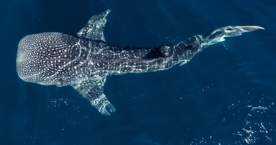 A spotted whale shark gliding through deep blue water below the surface